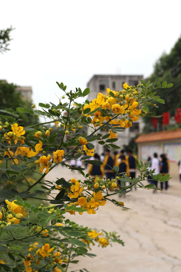 春色满园，绝美校园——廉江市青平中学校园景色展示(图14)
